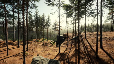 Schöner-Abgelegener-Immergrüner-Wald-In-Den-Bergen