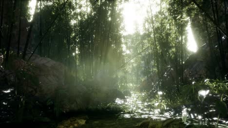 Lush-green-leaves-of-bamboo-near-the-shore-of-a-pond-with-stones.