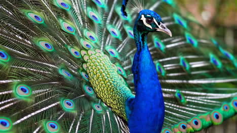 vibrant peacock displaying its feathers
