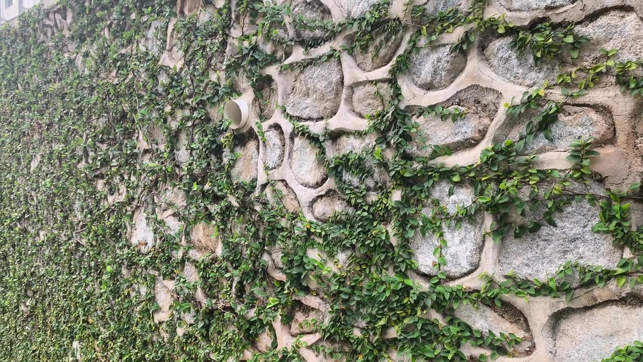 Il Ficus pumila cresce su una struttura solida. Il fico rampicante copre completamente la superficie in pietra. Questa pianta lussureggiante crea una vista paesaggistica unica e bellissima