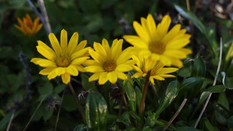 yellow flowers blooming in a garden