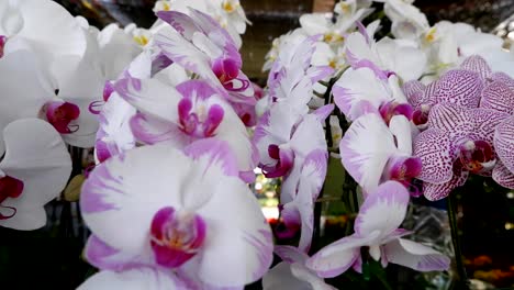 a variety of orchids displayed indoors.