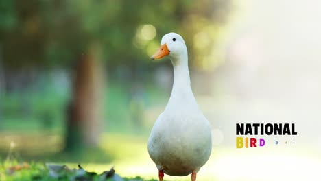 animation of national bird day text with goose on blurred background