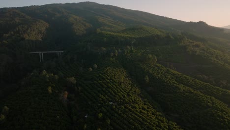 Drohnenaufnahme:-Avocadobäume-Auf-Einem-Berg-In-Der-Nähe-Von-Uruapan-In-Mexiko-Bei-Sonnenaufgang