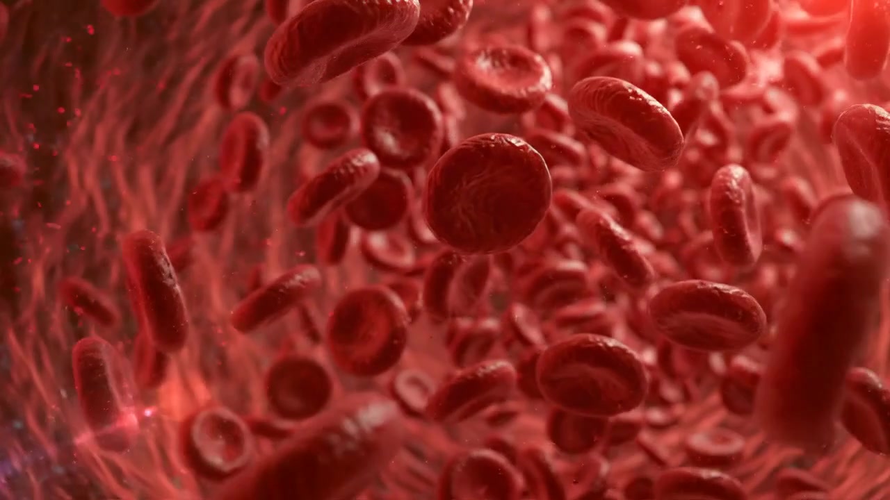 Red blood cells circulating through a dense microscopic bloodstream in detailed scientific footage