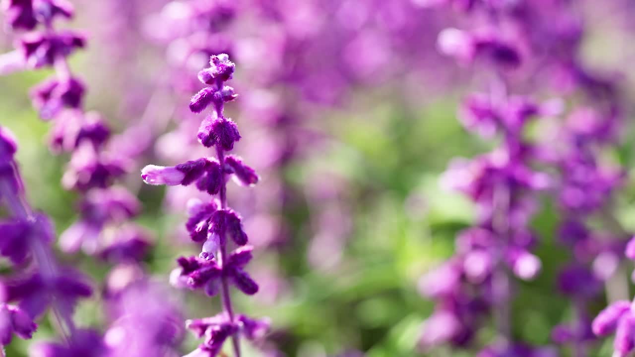 멜버른에서 보라색 살비아 꽃의 클로즈업