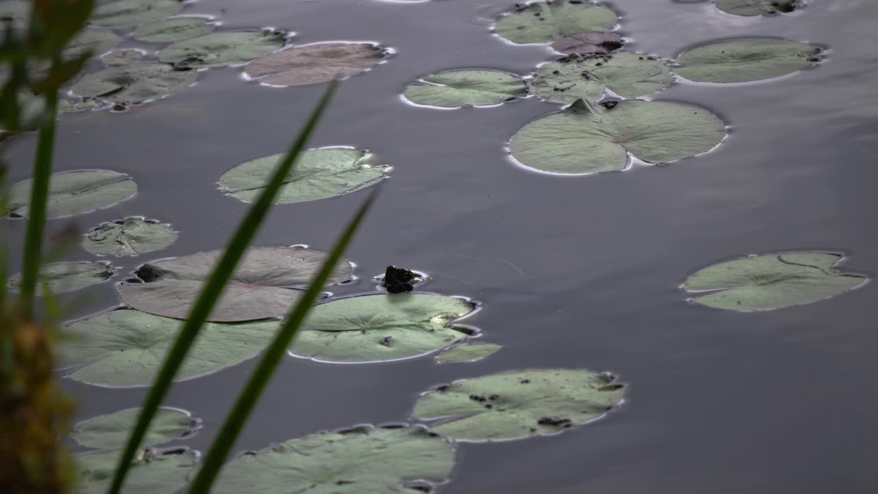 Una tartaruga fa capolino con la testa da uno stagno tra acqua calma e ninfee, con l'erba in primo piano.