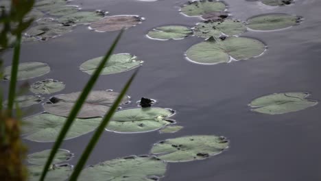 A-turtle-reveals-its-head-from-a-pond-amongst-calm-water-and-lily-pads-as-grass-sits-in-the-foreground