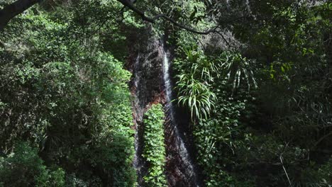 waterfall cascading through lush green rainforest