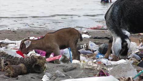 Cabras-Jóvenes-Y-Sus-Madres-Que-Buscan-Comida-En-La-Basura-Junto-A-La-Playa