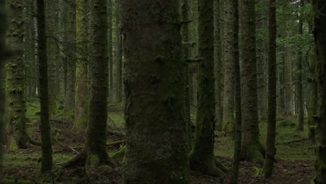 Slow-Trucking-Schoss-In-Zeitlupe-Durch-Bäume-In-Einem-Feuchten,-Mysteriösen-Dunklen-Wald