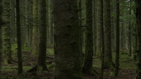 slow trucking shot through trees in a humid mysterious dark forest in slow motion