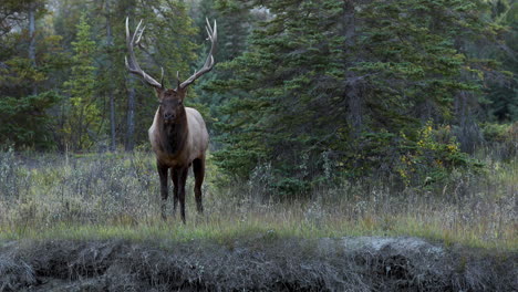 large bull elk roaring its mating call in search of a female mate.