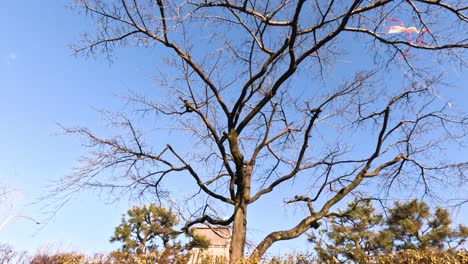 squirrel moves along branches in a leafless tree