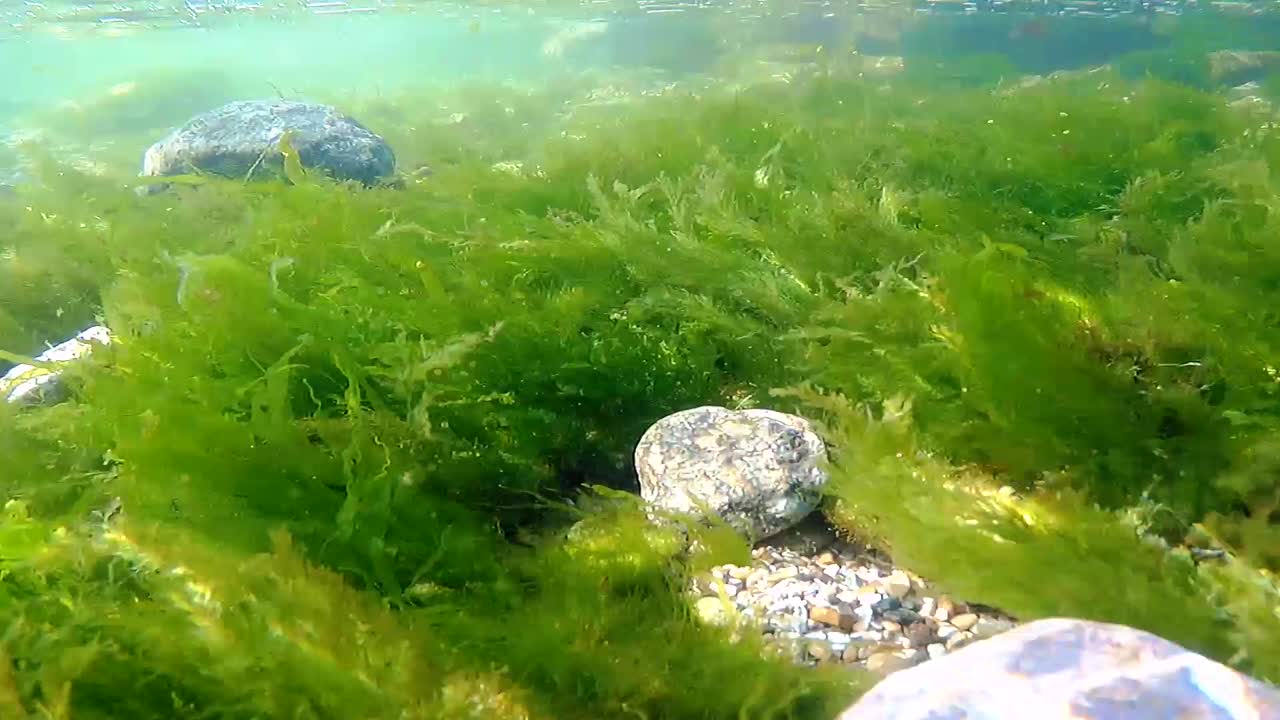 생태계의 해저 생활