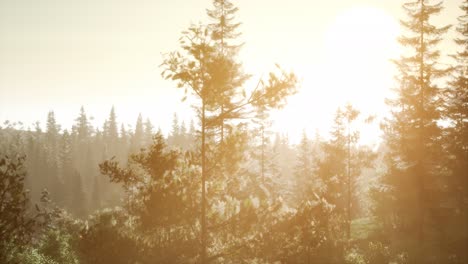 Nebliger-Nordischer-Wald-Am-Frühen-Morgen-Mit-Nebel