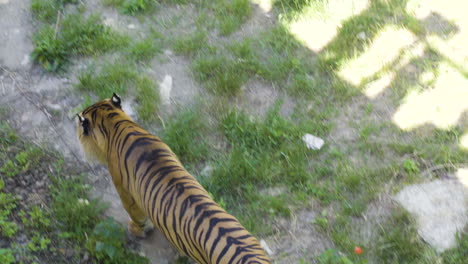 critically endangered sumatran tiger walks in a zoo