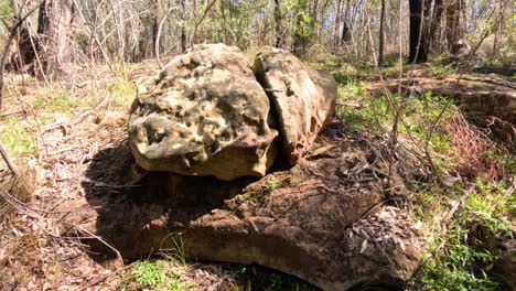 natural rock formation amidst forest vegetation