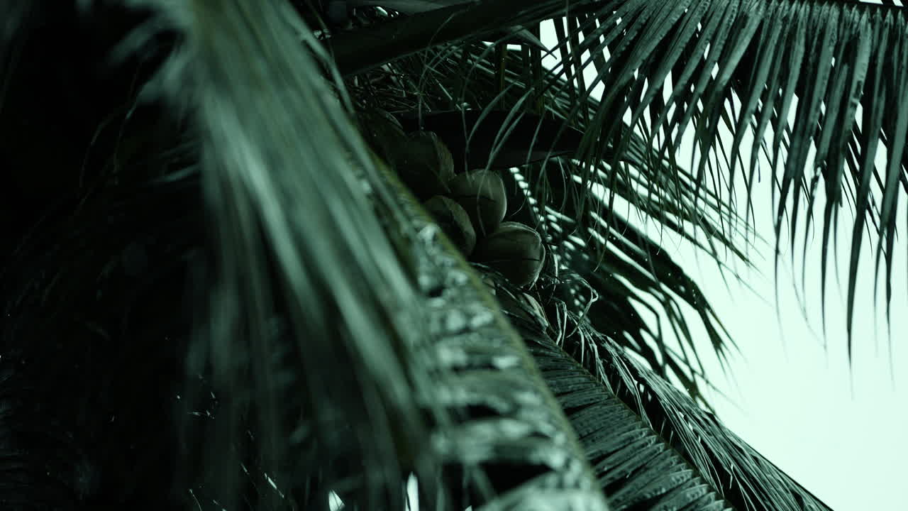 Close-up of coconut palm with coconuts