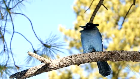 slow motion close up of a gorgeous steller's jay bird sitting on a branch curiously looking at the camera and shaking it's feathers located in gorgeous bryce canyon, utah