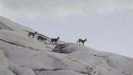 ibex running on a mountain