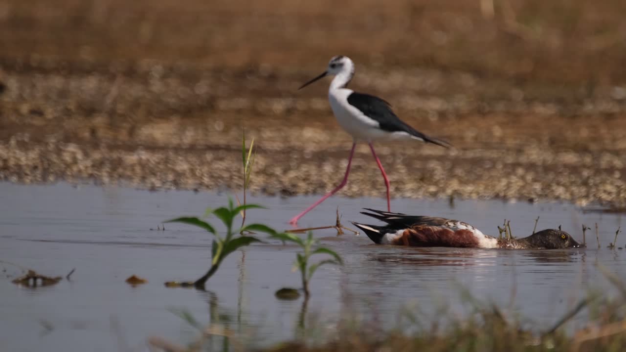 cuchara del norte, espátula clypeata