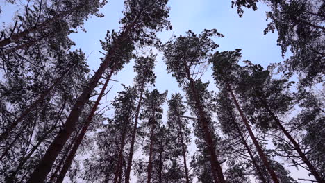 Eine-Gruppe-Von-Kiefern,-Die-An-Einem-Windigen-Wintertag-An-Einem-Warmen-Abend-Gegen-Den-Wind-Schaukeln