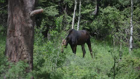 a wild moose feeding in the forest at gordon gulch, colorado, usa