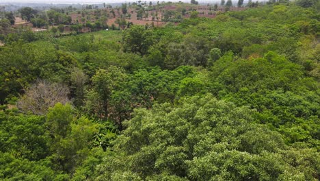 Grüner-Wald-In-Indien,-Top-Drohnenansicht,-Karnataka,-Mysore