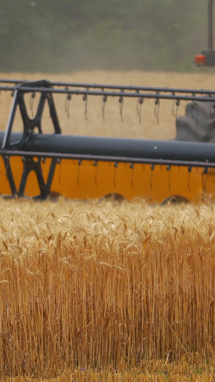 Heavy machinery gathering ripe wheat. Agricultural concept. Rural landscape. Wheat meadow. Vertical video