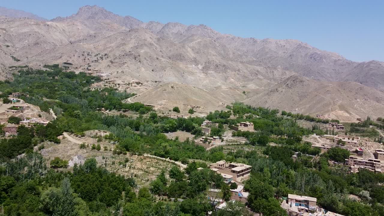 mariposa y ramas de árboles azules