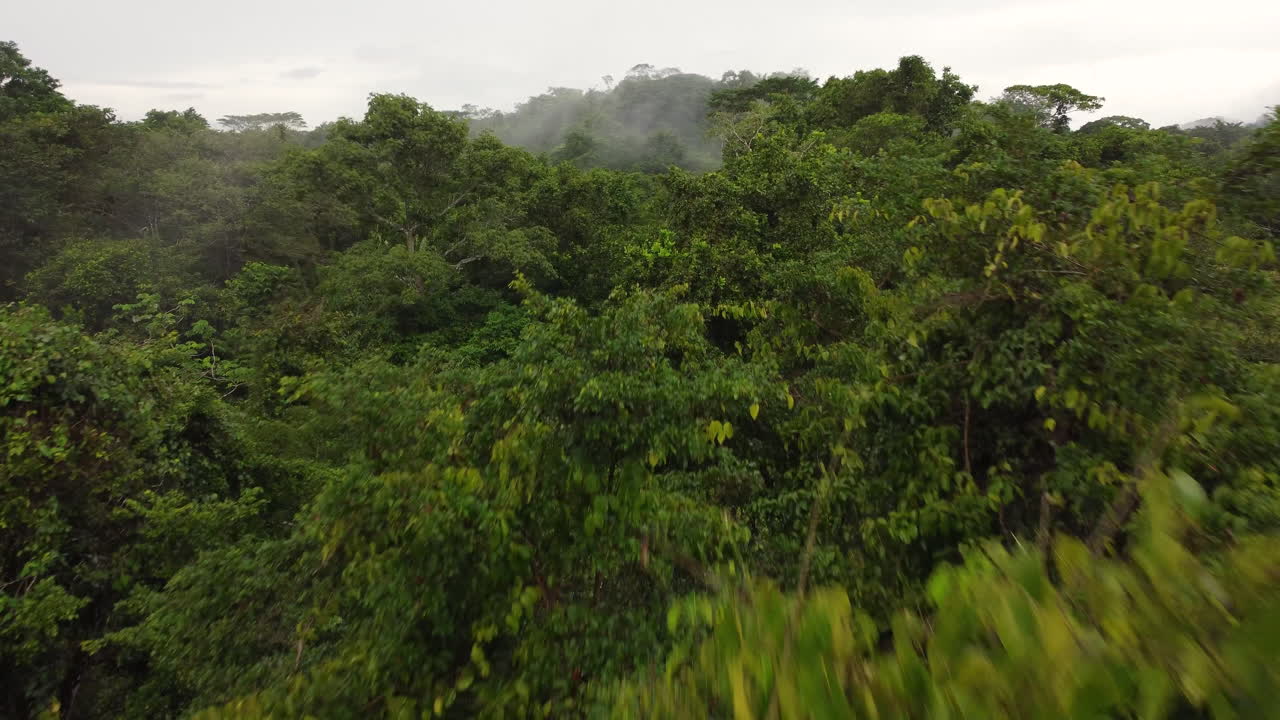 Flying over the thick green rain forest Canopy in Panama with mist , early morning fog