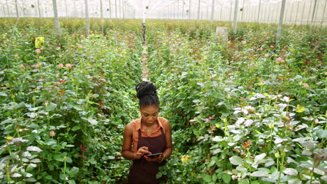 Afroamerikanischer-Florist,-Der-Mit-Tablet-Geht-Und-Rosen-Im-Gewächshaus-überprüft