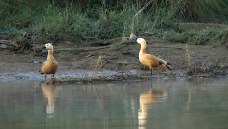 un pato rojo de pie en una pequeña barra de arena en un río en la luz y la niebla de la mañana temprano