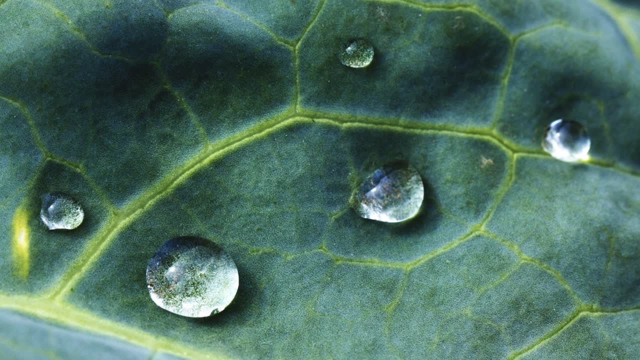 Close-up of Water Droplets on a Cabbage Leaf
