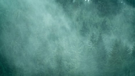 majestic fog floating above the forest