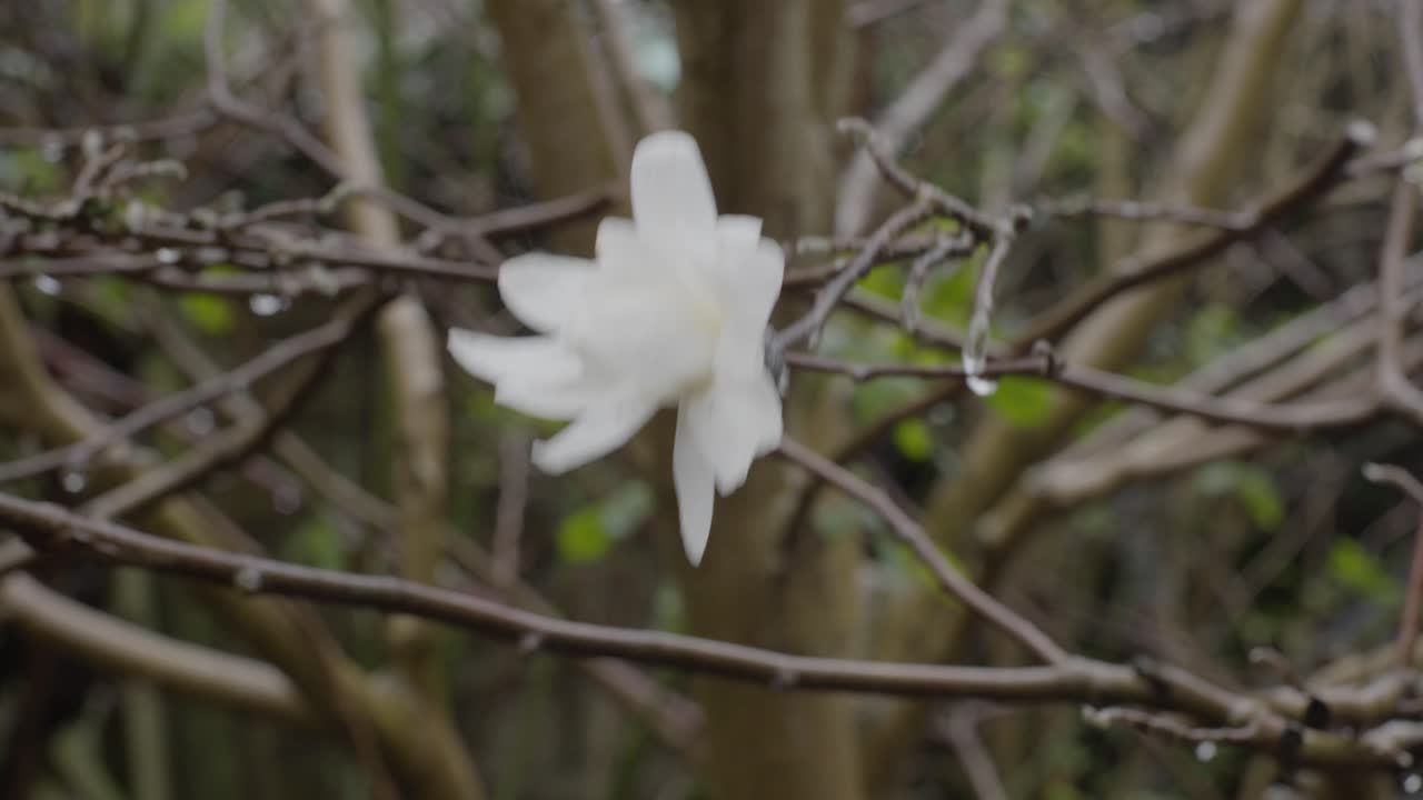 la flor del árbol de magnolia se balancea en el viento