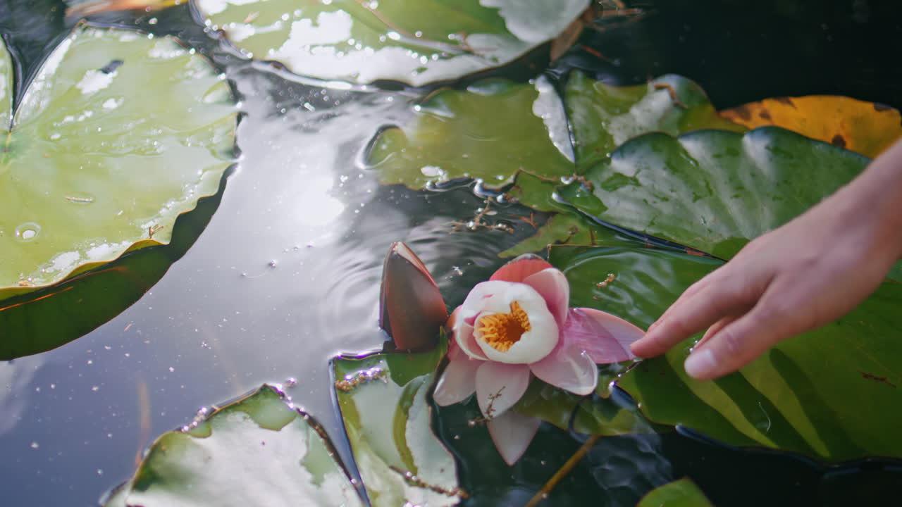Woman hand touching lilies tranquil pond closeup. Lady fingers caressing flower