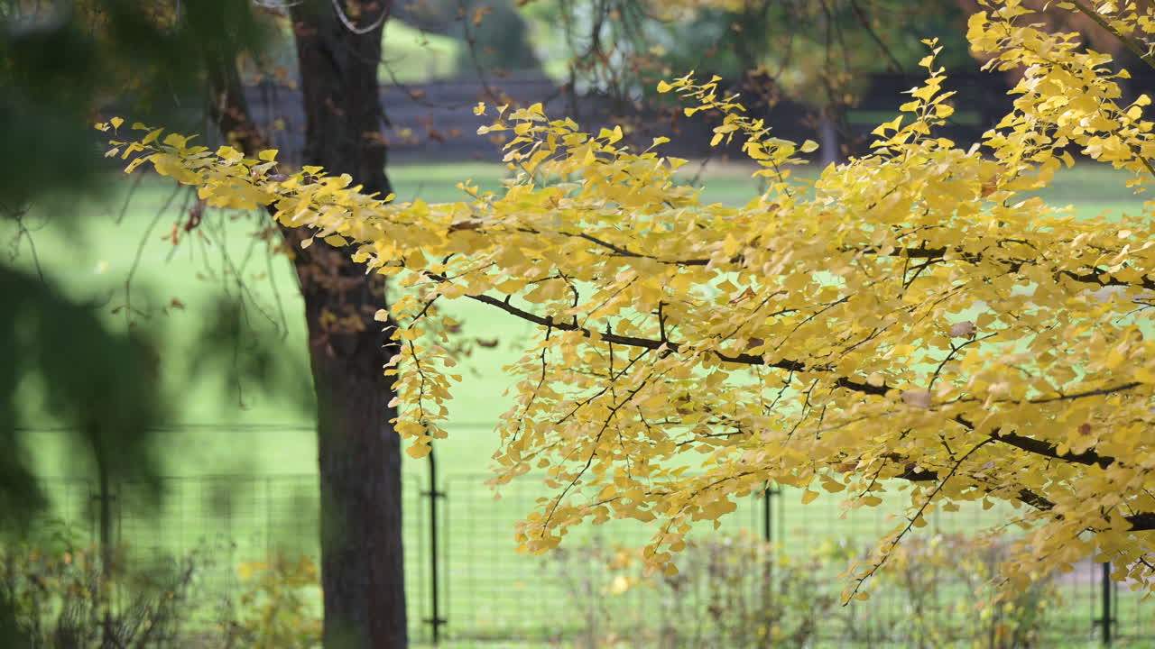 Golden ginkgo tree branches in sunlight