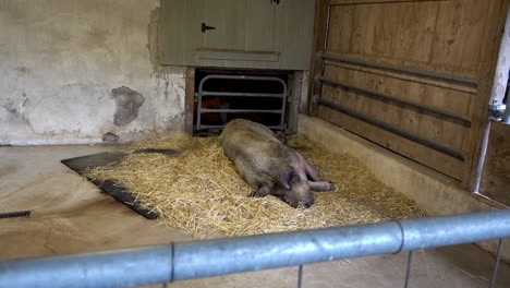 long shot of hog sleeping in his pen