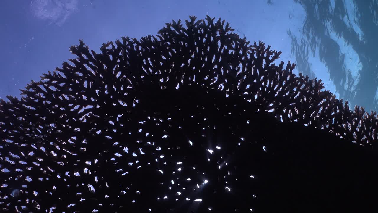 푸른 바다 배경과 빛이 비치는 큰 테이블 산호