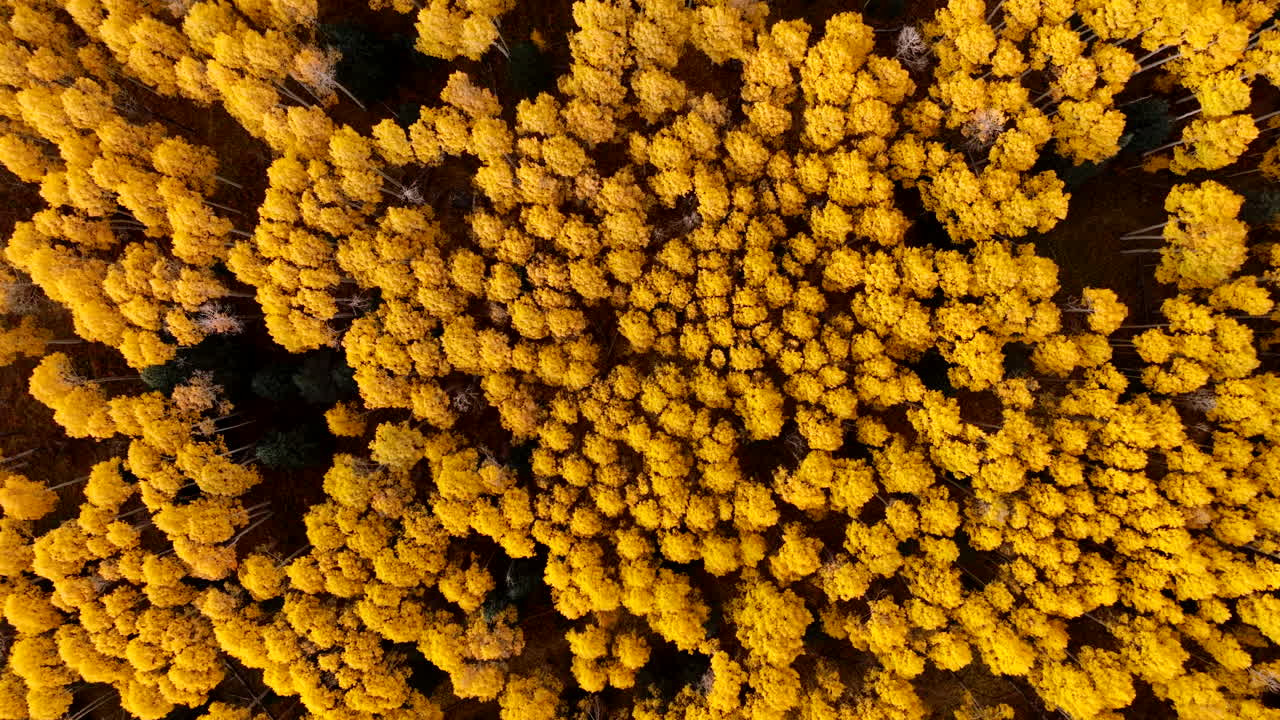 Bird's eye view of bright yellow aspen tree top canopy during peak fall at sunset