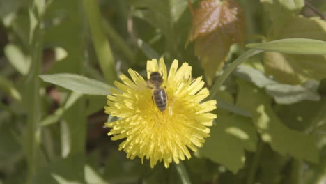 abeja abasteciendo polen en diente de león amarillo y volando lejos