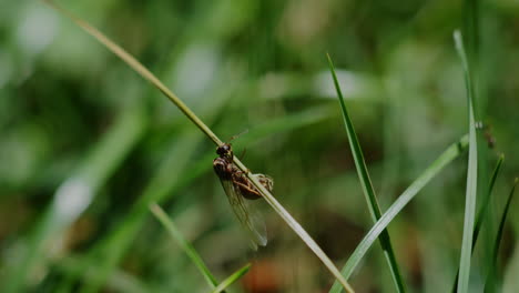 male flying ant struggling to climb up some grass