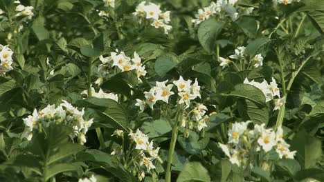 Close-up-of-blooming-potato-field-in-Bavaria,-Germany