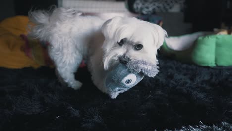 Lindo-Perro-Maltés-Jugando-Con-Su-Juguete-En-Cámara-Lenta