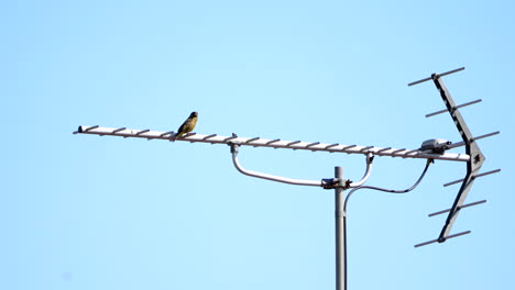 oriental greenfinch sitting on an antenna against blue sky - low angle, close up