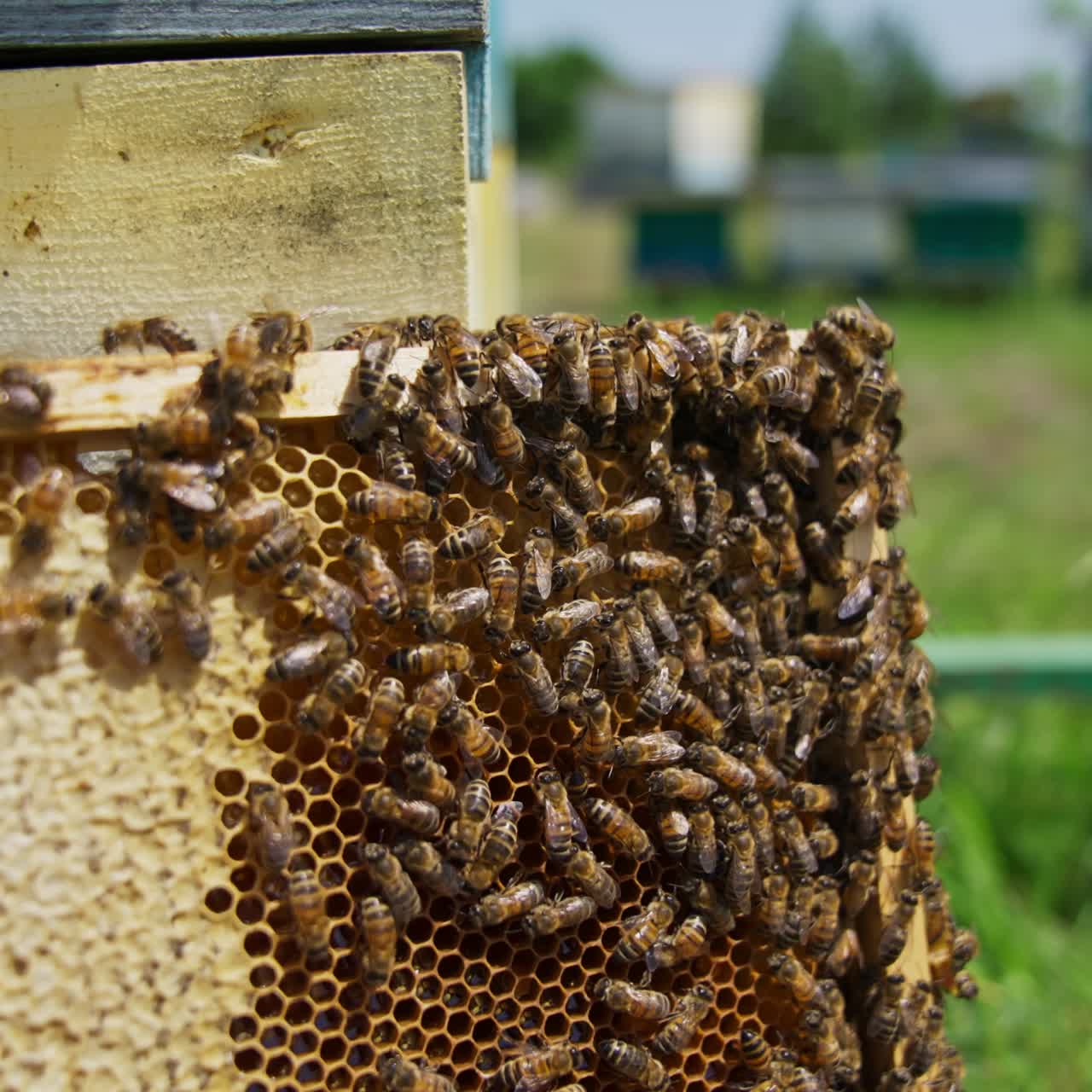Frame of honey left at the bee hive. Brood of bees rambling over the frame. Close up. Blurred background