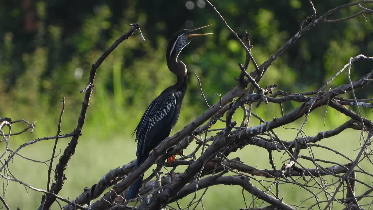 Göletteki anhinga, UHD MP4 4K.