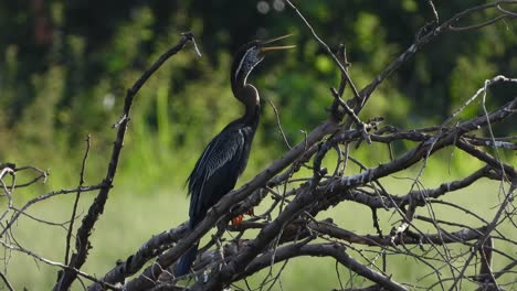 anhinga en estanque uhd mp4 4k